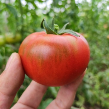 草莓西红柿种植基地一手货源全年有货量大批发