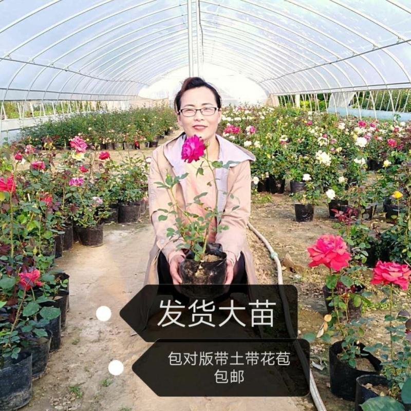 月季花盆栽月季花苗带花苞四季大花室外阳台带花苞浓香型阳台