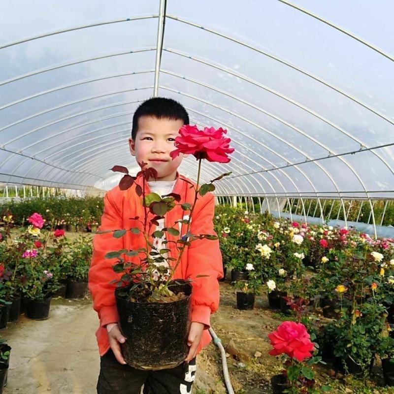 月季花盆栽月季花苗带花苞四季大花室外阳台带花苞浓香型阳台