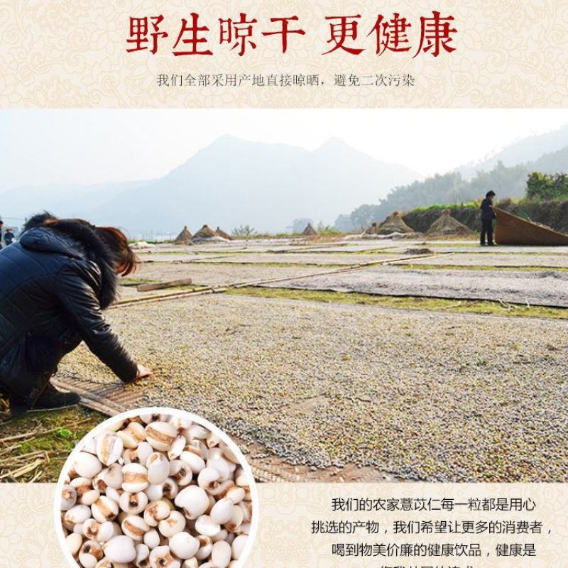 新米薏仁米贵州农家新薏仁苡仁大米薏米仁薏苡仁五谷杂粮