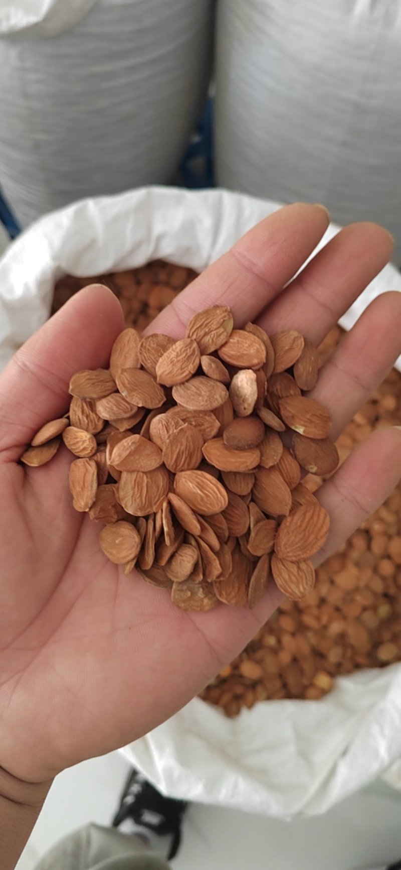 桃仁，家桃仁，带皮桃仁，去皮桃仁，中药材批发，