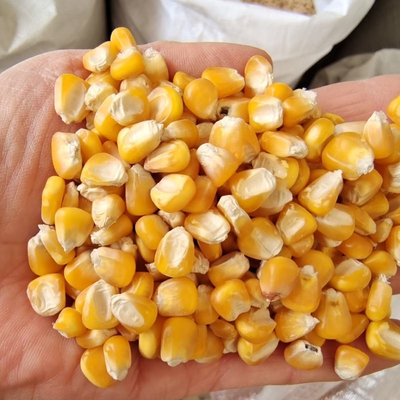 玉米现货批发黄玉米玉米粒酿酒原料五谷杂粮袋装100斤