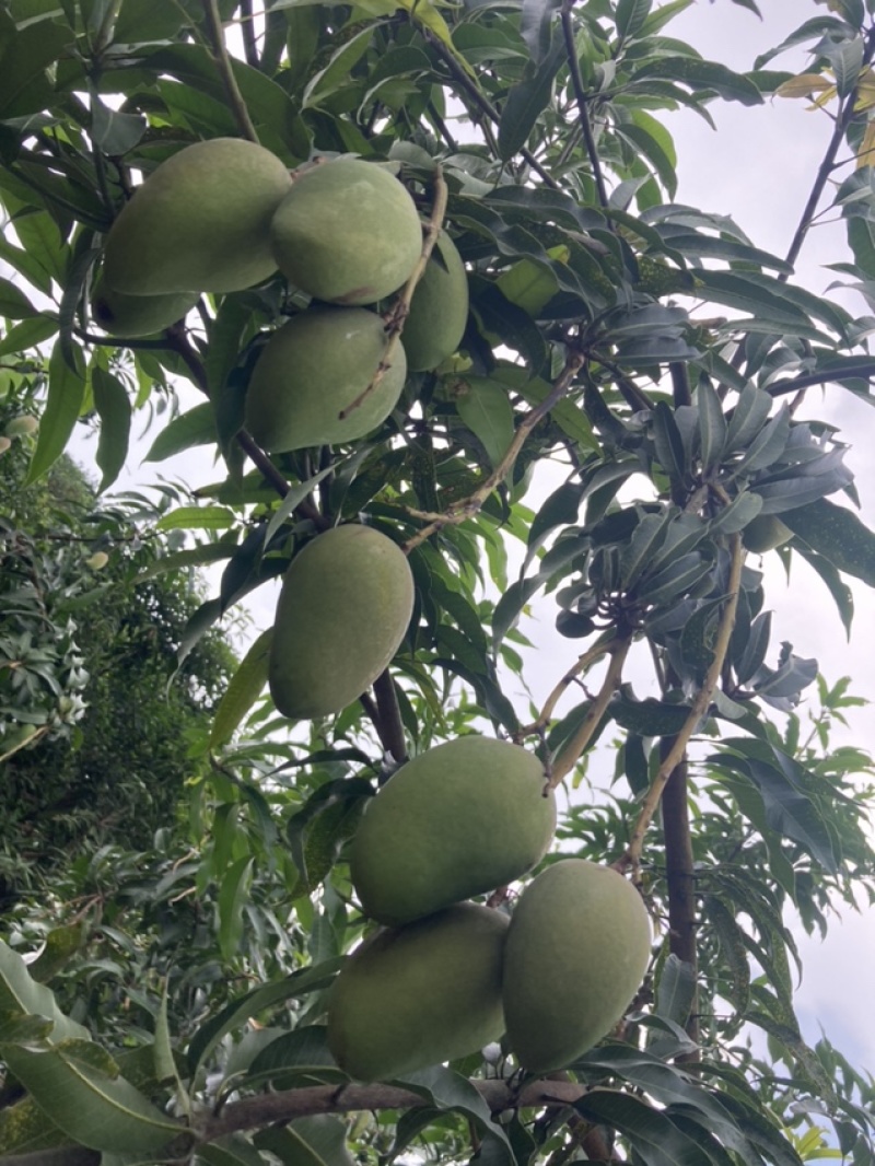 【推荐】云南小台芒台农芒果精品芒果电商团购整车发货