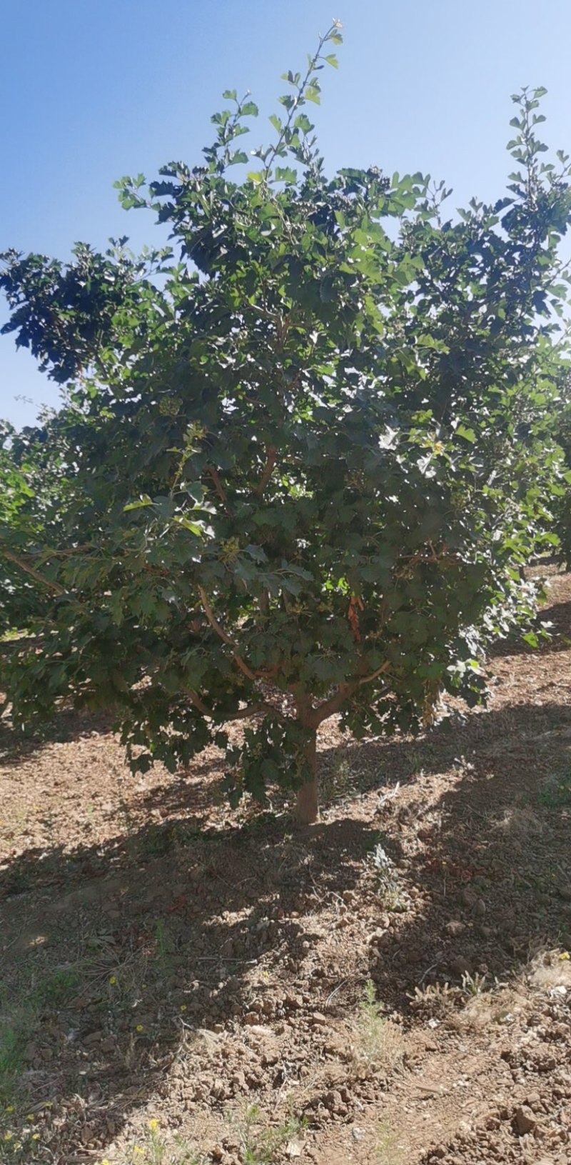 山楂树10-12公分有量精品货地产专用欢迎实地看苗