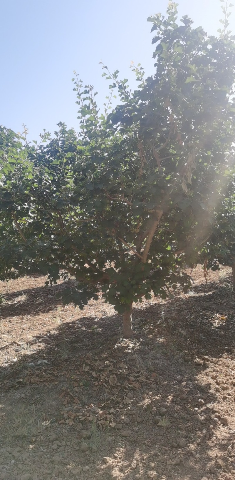 山楂树10-12公分有量精品货地产专用欢迎实地看苗