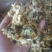 【傲宇药材】菊花七月菊一箱十公斤诚信药材