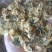 【傲宇药材】菊花七月菊一箱十公斤诚信药材