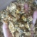 【傲宇药材】菊花七月菊一箱十公斤诚信药材
