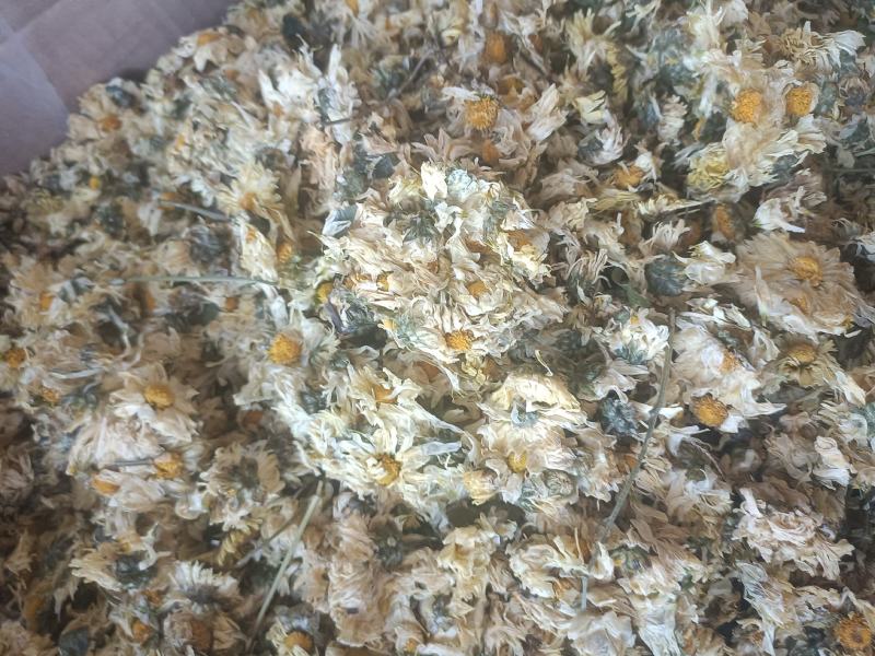 【傲宇药材】菊花七月菊一箱十公斤诚信药材