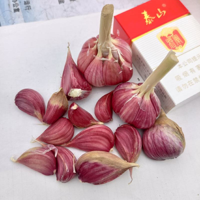 山东金乡大蒜种子，太空，大青棵蒜苗种子，品种齐全诚信经营