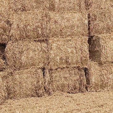 2022小麦秸秆一次成型大方捆柔丝除尘五道绳都有现货！