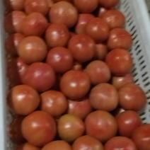 精品大红柿