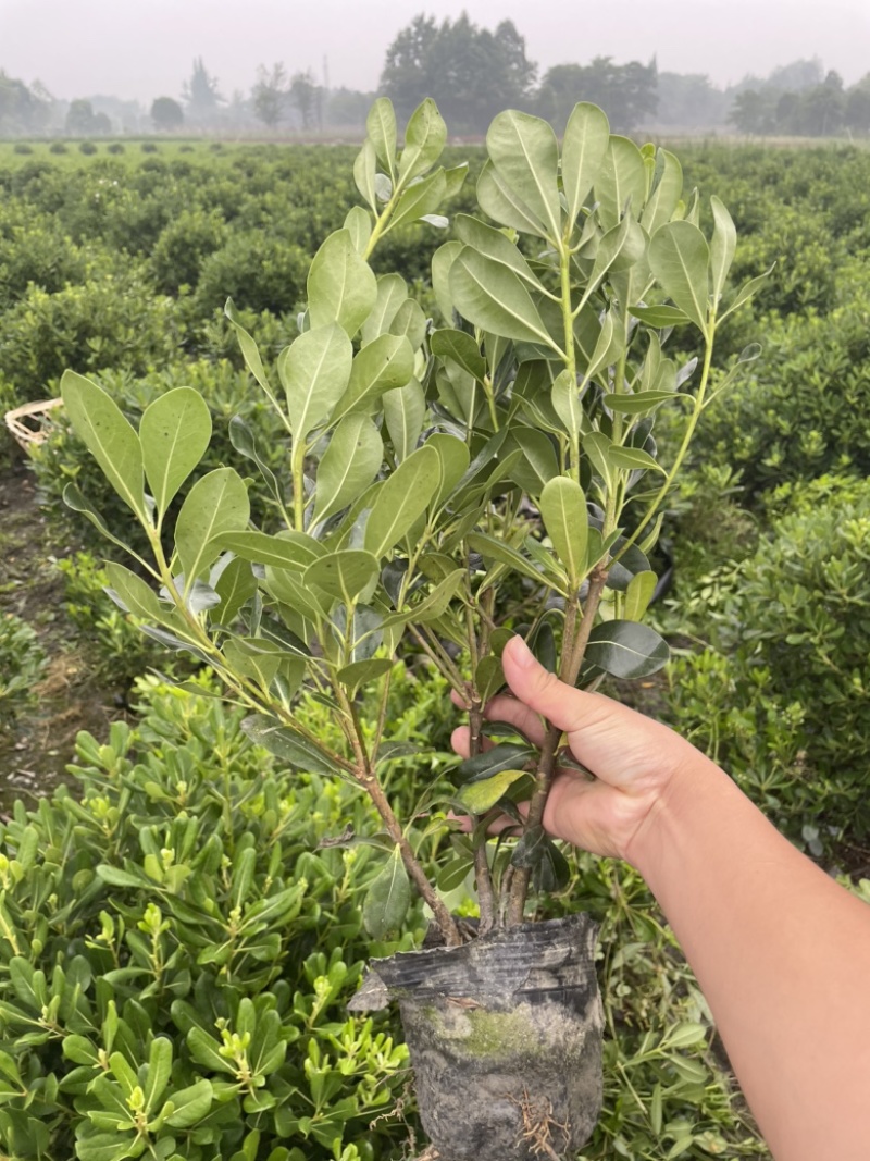 大量出售海桐杯苗