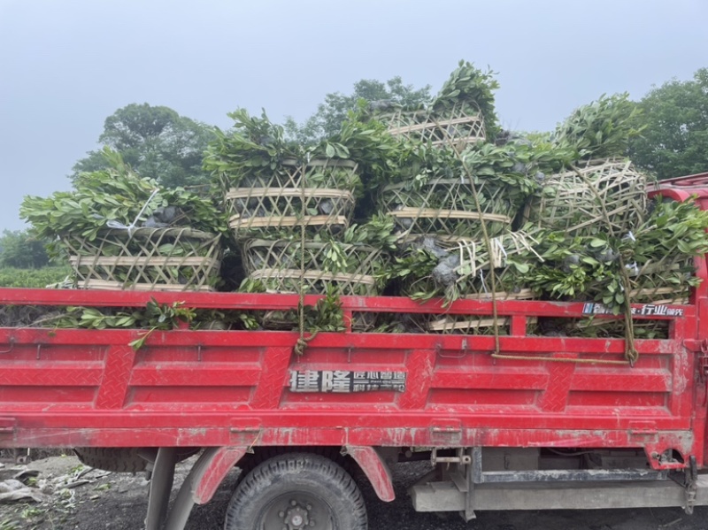 大量出售海桐杯苗