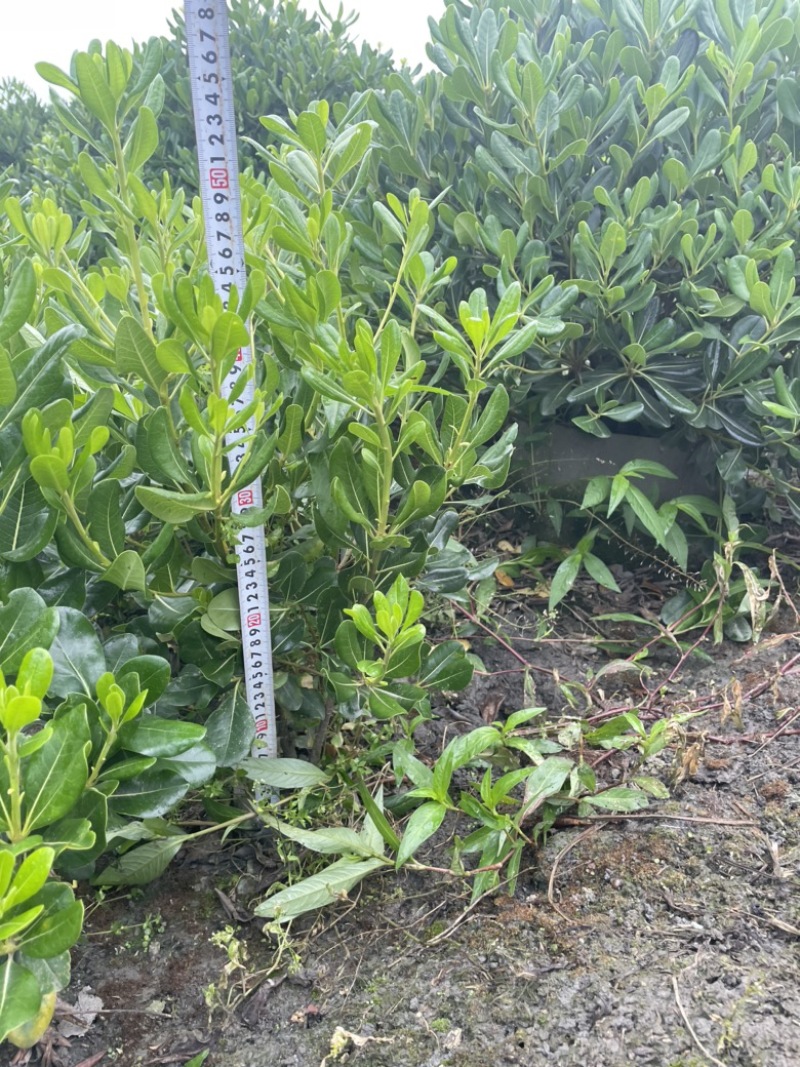 大量出售海桐杯苗