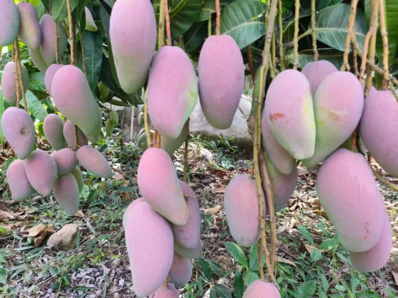 【精品推荐】芒果大量上市一手货源商超电商社区团购