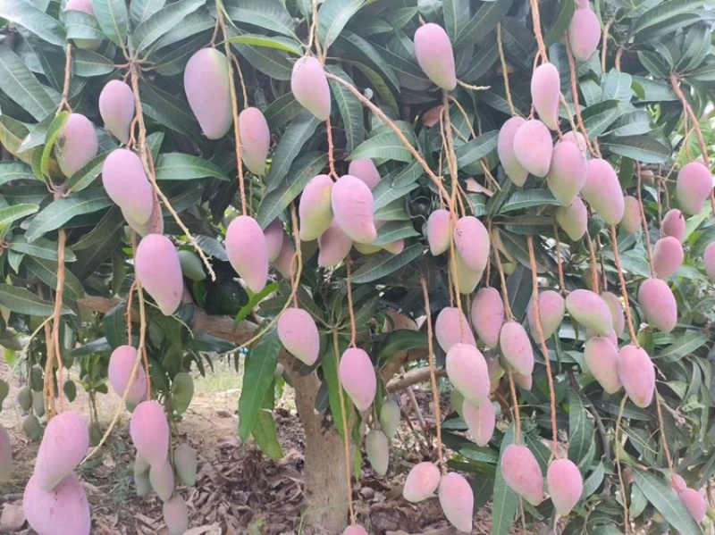 【精品推荐】芒果大量上市一手货源商超电商社区团购
