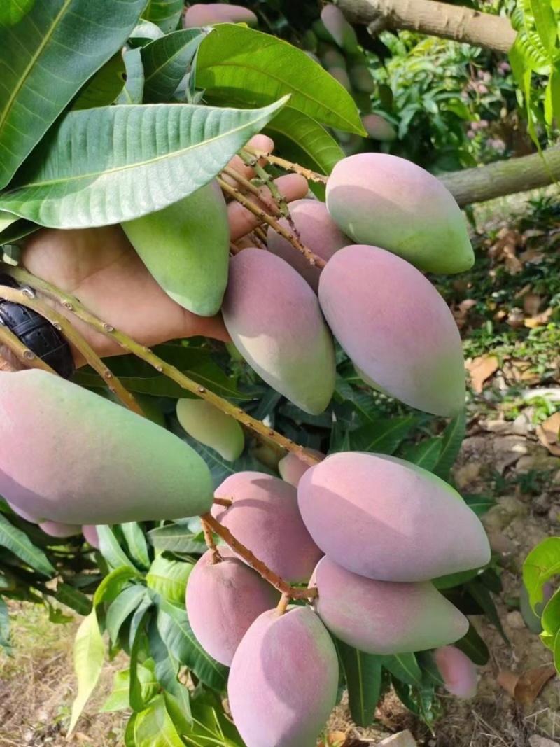 【精品推荐】芒果大量上市一手货源商超电商社区团购