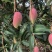 【精品推荐】芒果大量上市一手货源商超电商社区团购