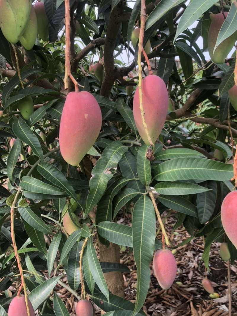 【精品推荐】芒果大量上市一手货源商超电商社区团购