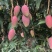 【精品推荐】芒果大量上市一手货源商超电商社区团购