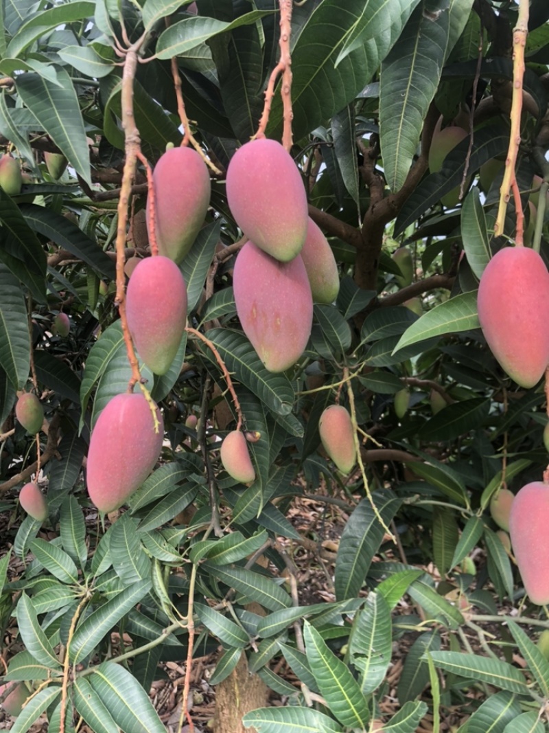 【精品推荐】芒果大量上市一手货源商超电商社区团购