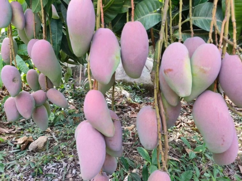 【精品推荐】芒果大量上市一手货源商超电商社区团购