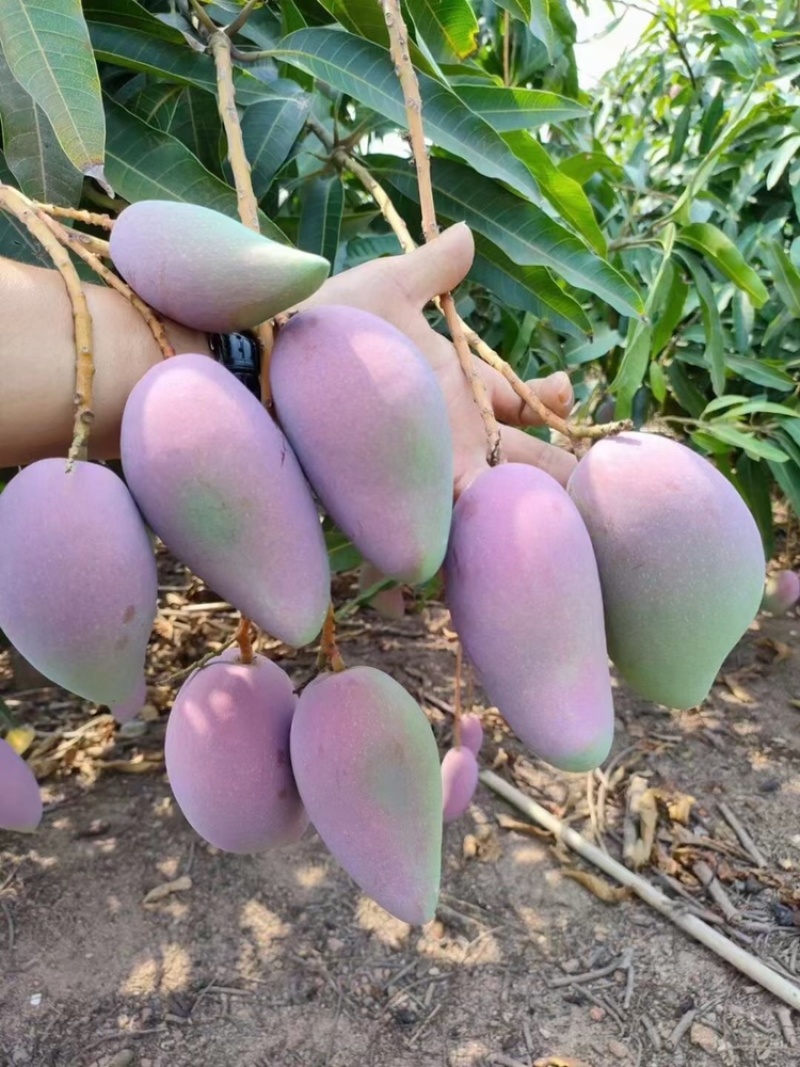 【精品推荐】芒果大量上市一手货源商超电商社区团购