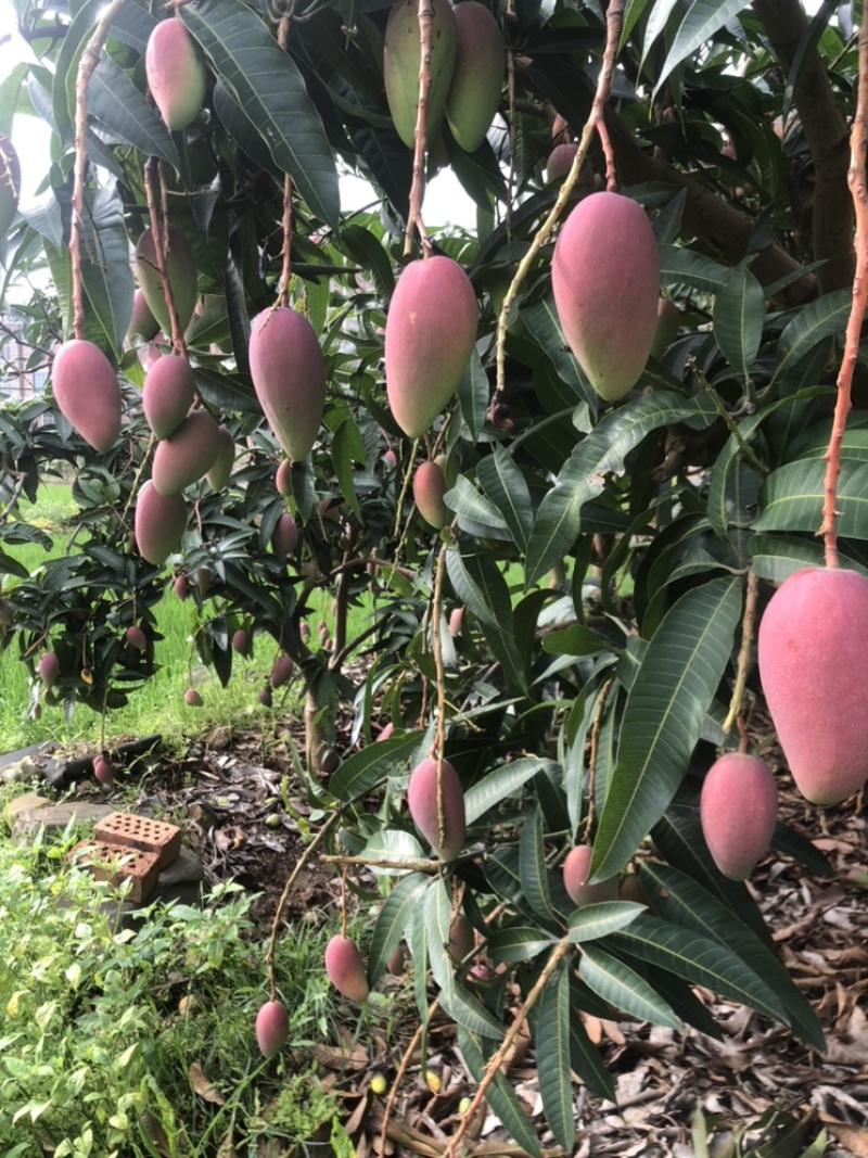 【精品推荐】芒果大量上市一手货源商超电商社区团购