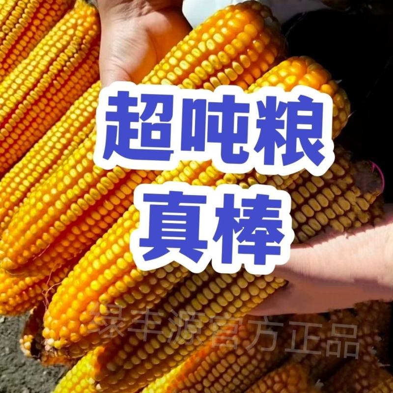 登海533杂交玉米种，抗病抗小斑点病4200颗，登海系列