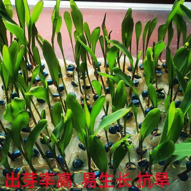 登海533杂交玉米种，抗病抗小斑点病4200颗，登海系列