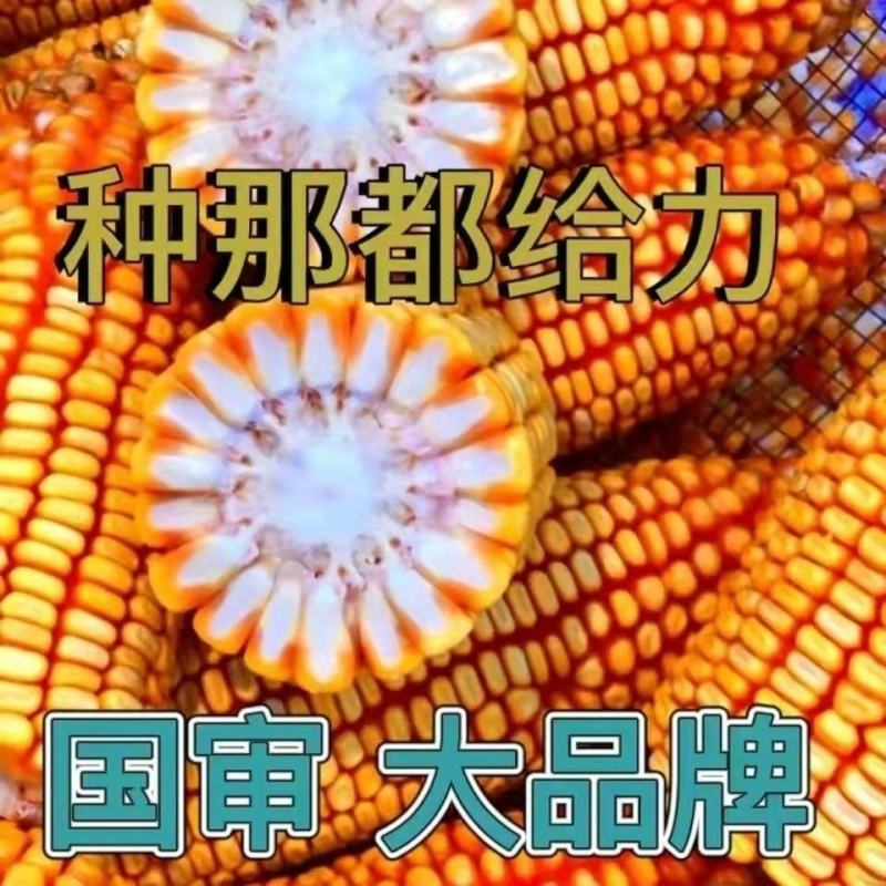 登海533杂交玉米种，抗病抗小斑点病4200颗，登海系列