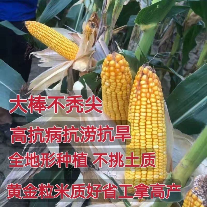 登海533杂交玉米种，抗病抗小斑点病4200颗，登海系列