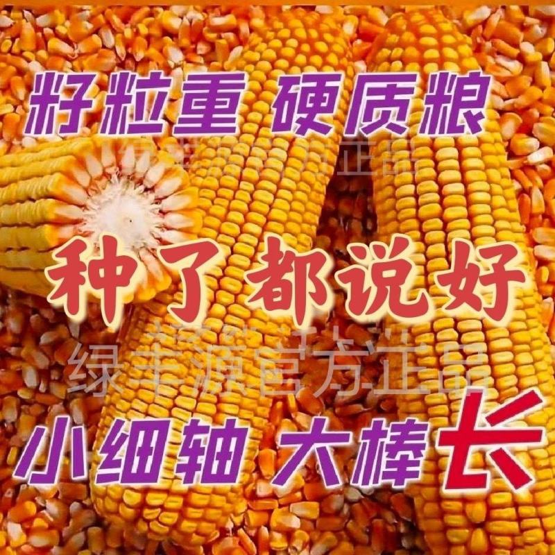 登海533杂交玉米种，抗病抗小斑点病4200颗，登海系列