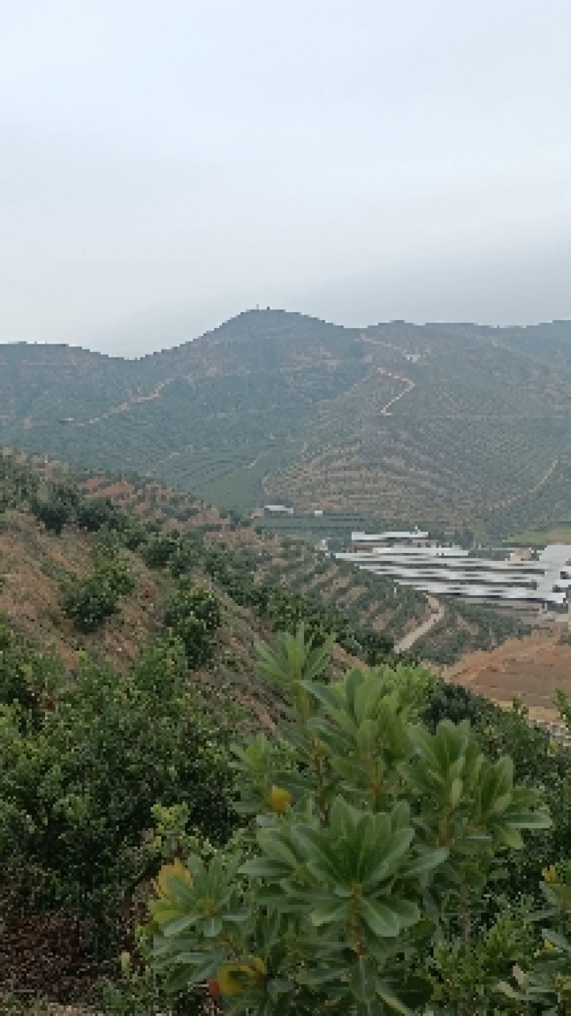 新鲜急冻东魁杨梅产地直销大量供应欢迎采购品质保证