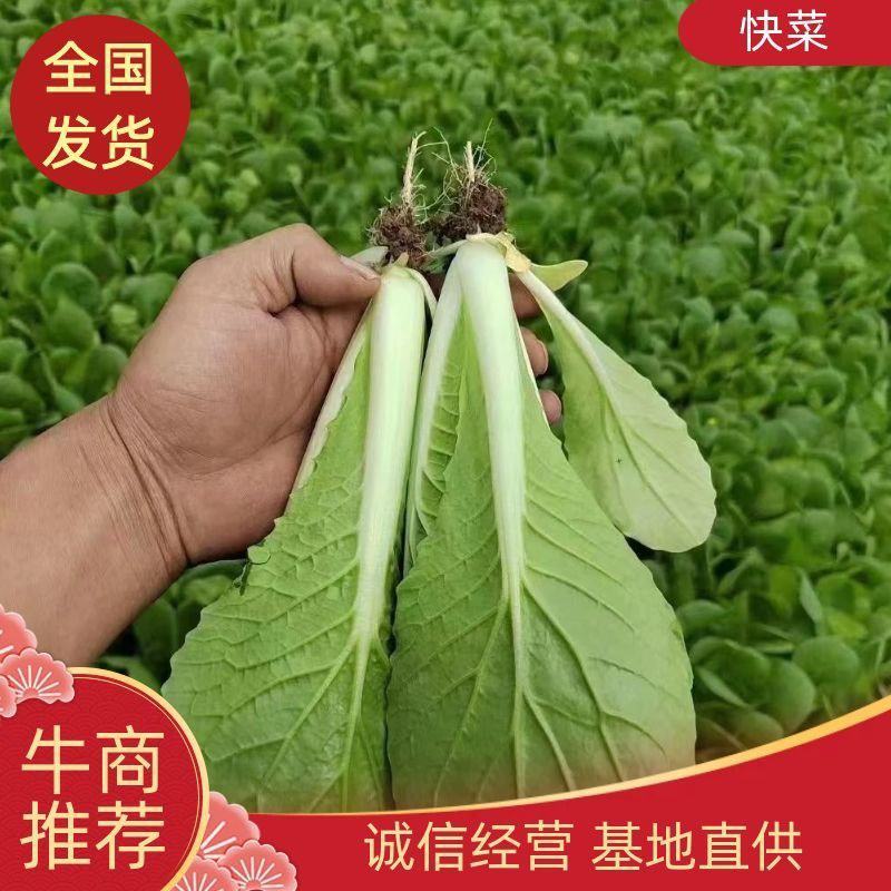 （精选)快菜奶白菜小白菜牙白苗货源充足产地直供