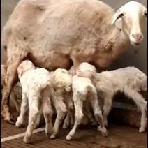 多胎湖羊，棉羊山羊