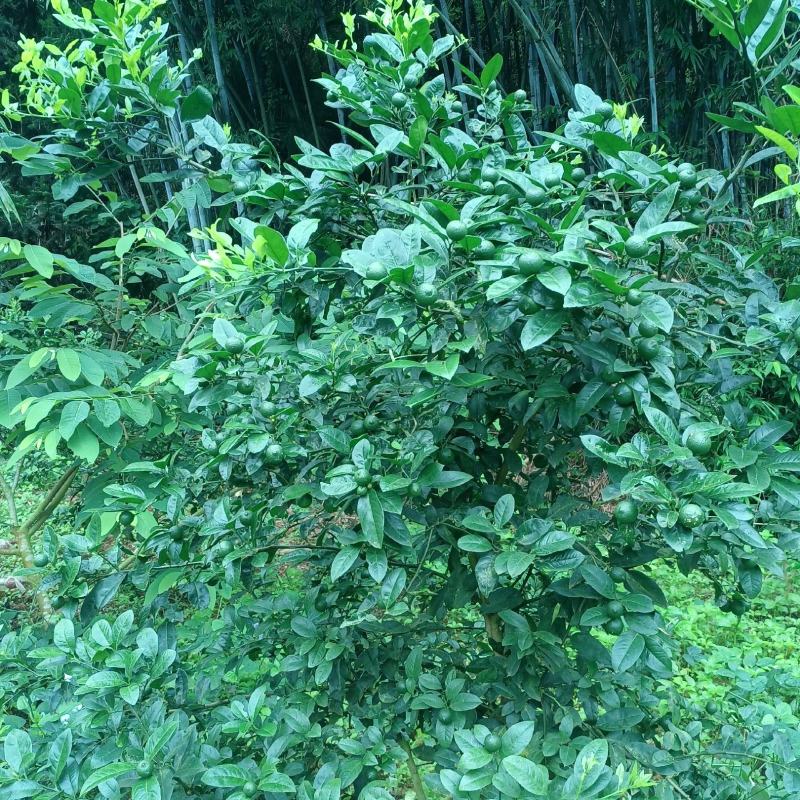 4公分大青柠檬