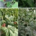 加厚吊秧夹，纯原料生产耐高温抗老化新型吊秧夹