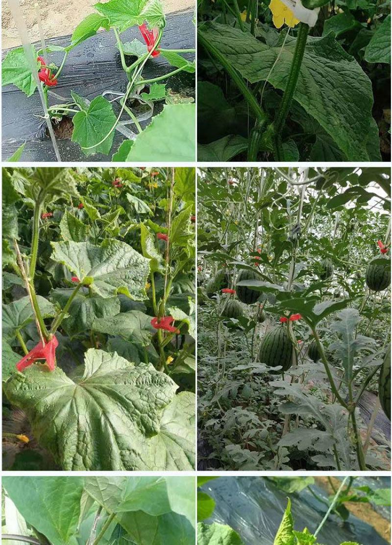 加厚吊秧夹，纯原料生产耐高温抗老化新型吊秧夹