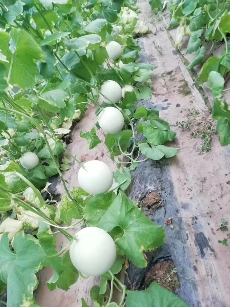 玉姑甜瓜，万亩甜瓜大量供货