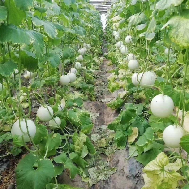 玉姑甜瓜，万亩甜瓜大量供货