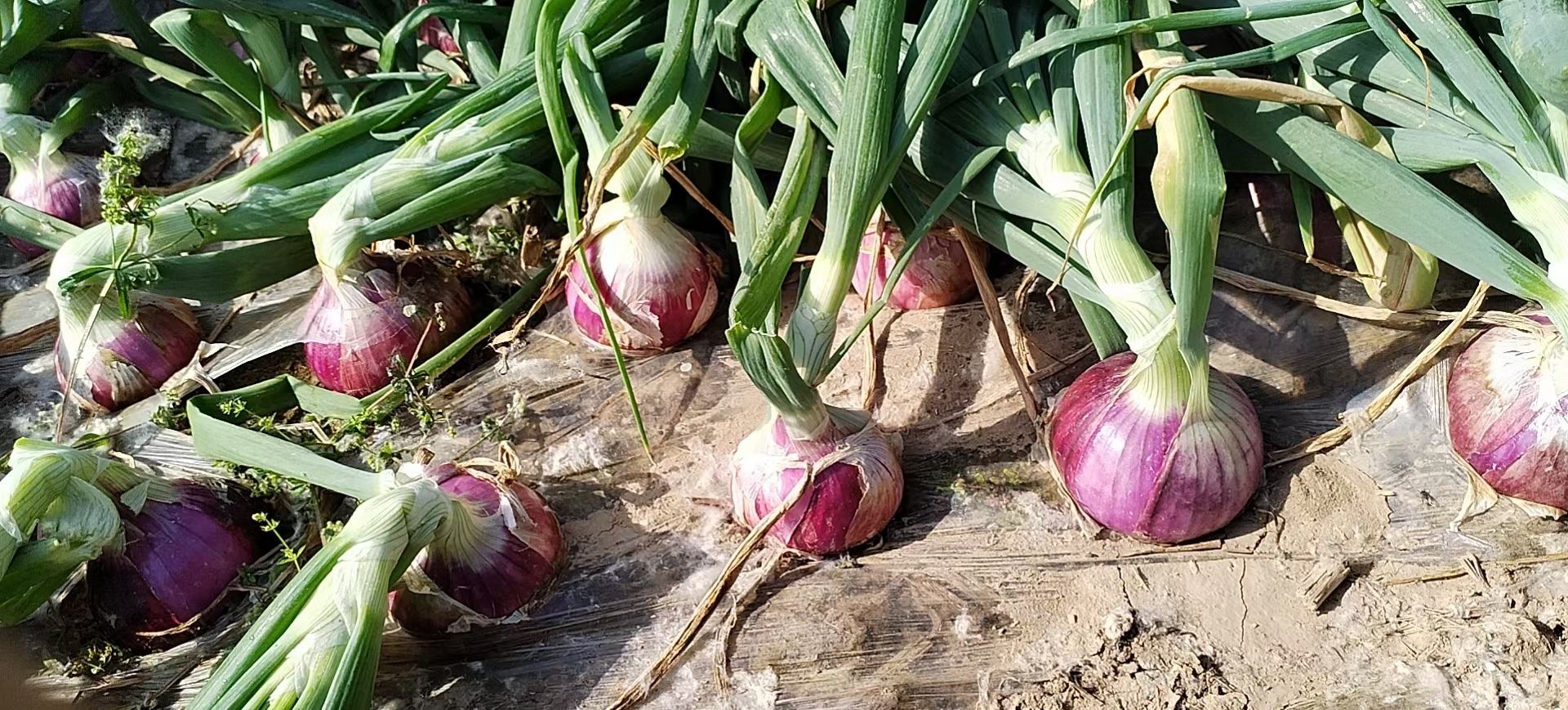 紫皮葱头成熟采收场景