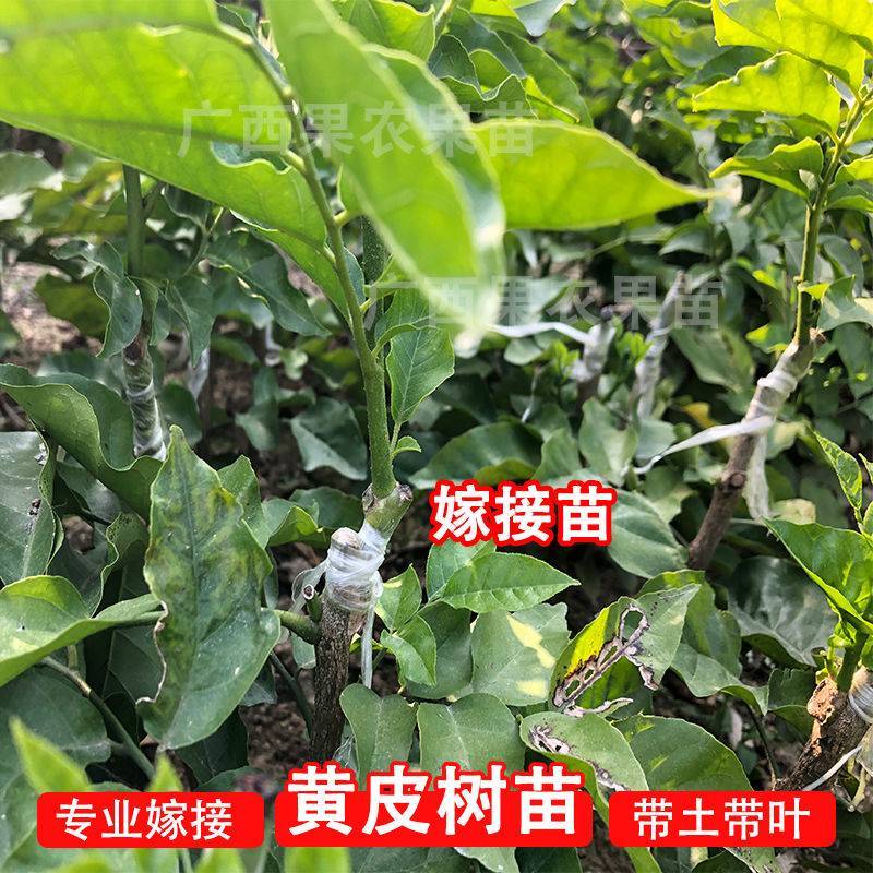 【包邮】广西黑黄皮苗嫁接无核黄皮树苗南方种植盆栽地栽