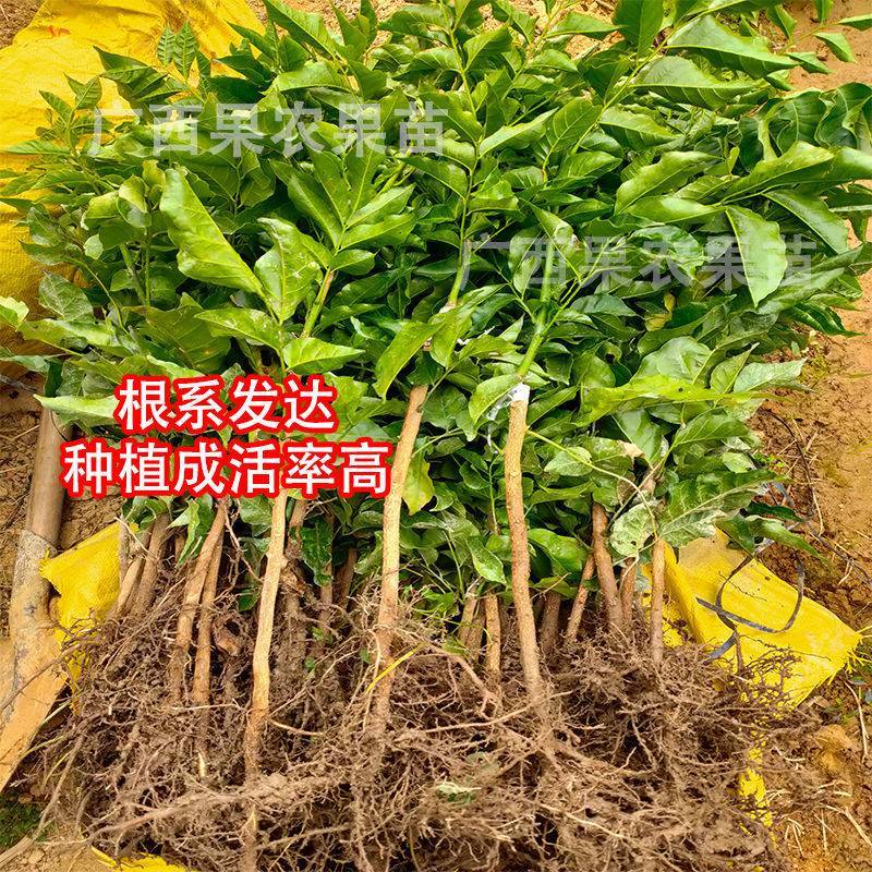 【包邮】广西黑黄皮苗嫁接无核黄皮树苗南方种植盆栽地栽