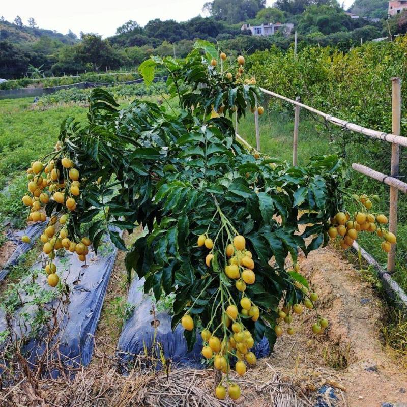 【包邮】广西黑黄皮苗嫁接无核黄皮树苗南方种植盆栽地栽