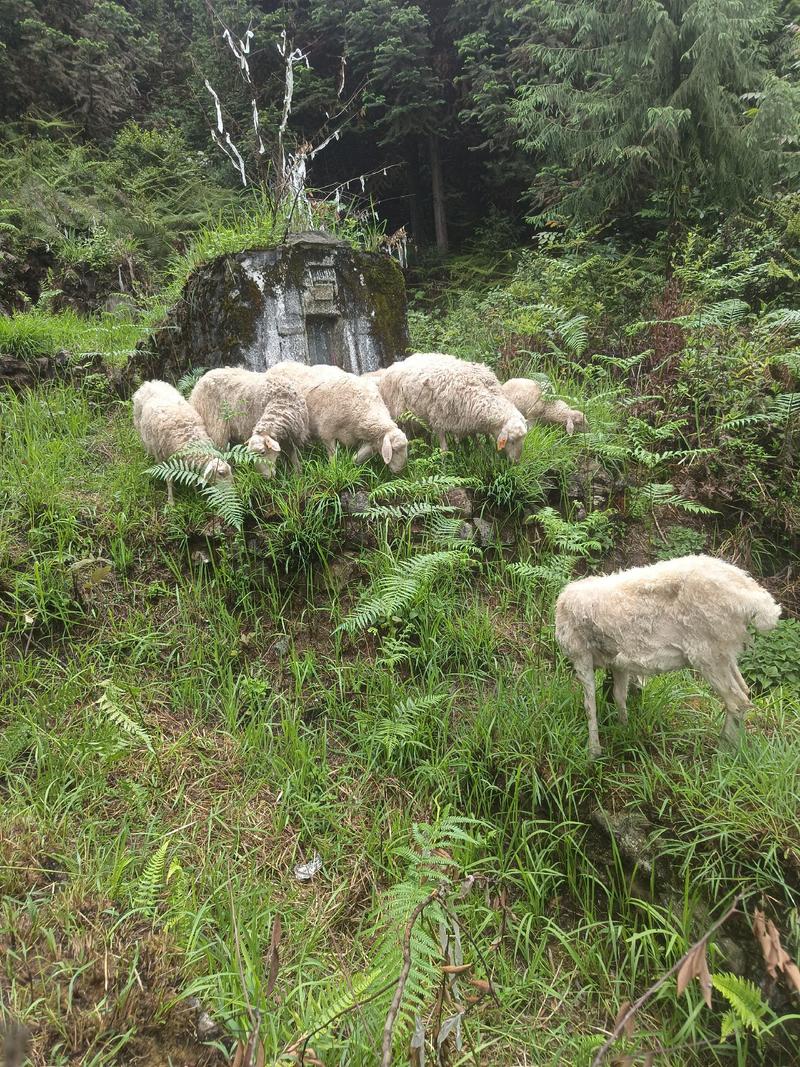 湖羊，多胎棉羊