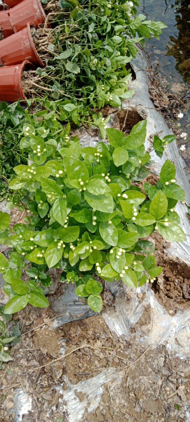 广西南宁横县黎家重瓣茉莉花窝苗盆景花卉盆栽绿植茉莉花