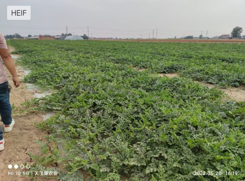 【天飞曌农业基地夏茬8424西瓜各种品种预售】