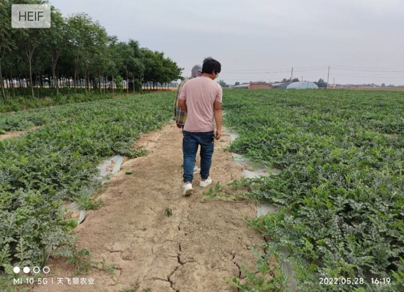 【天飞曌农业基地夏茬8424西瓜各种品种预售】